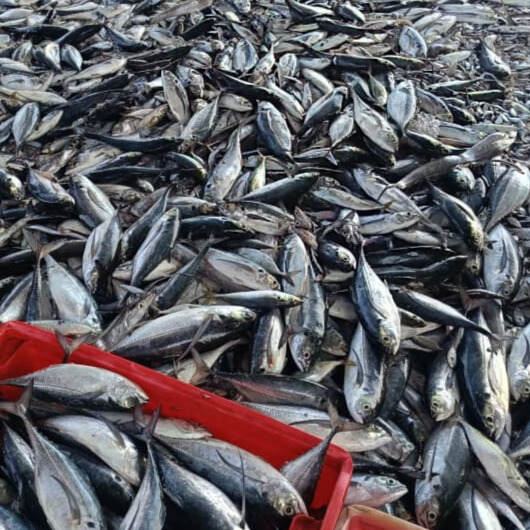 Tongkol fish - Fresh seafood from Anna Seafood Supplier